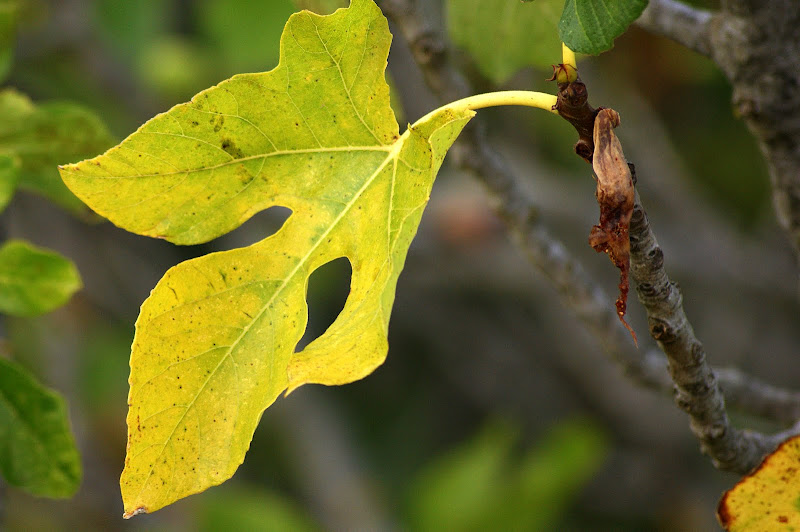 Olhar O Outono, folha de figueira