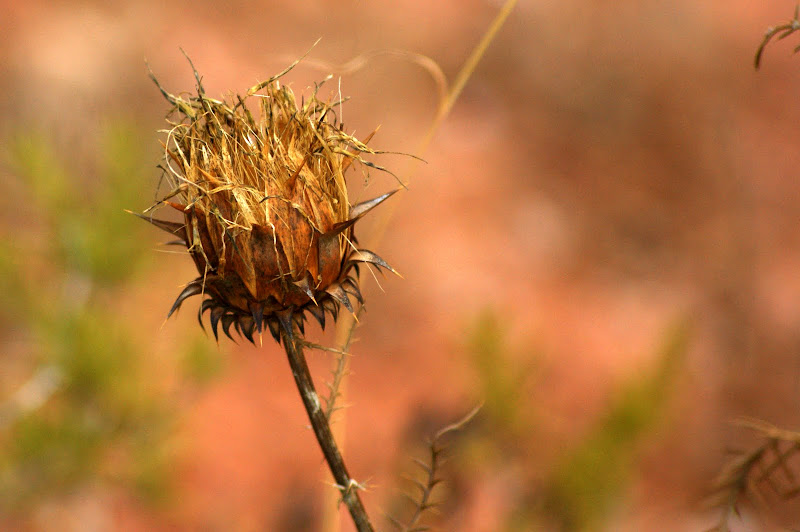 Cardos secos, Outono na Serra do Louro