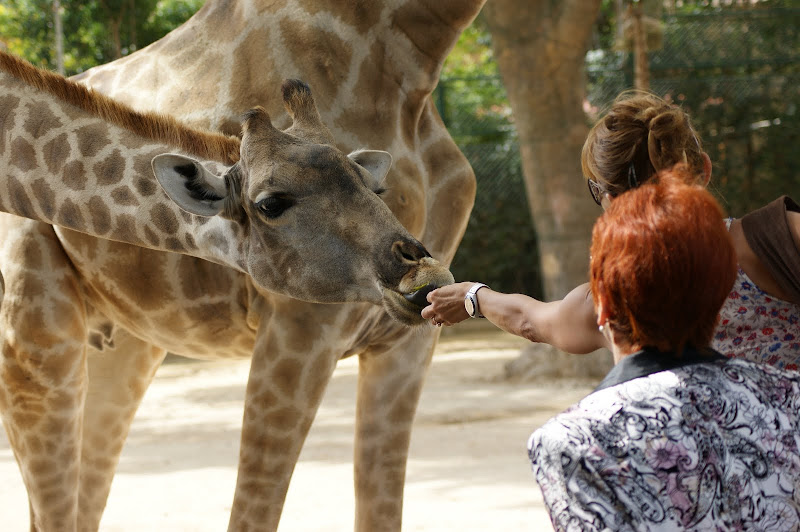Girafa, Jardim zoológico de Lisboa