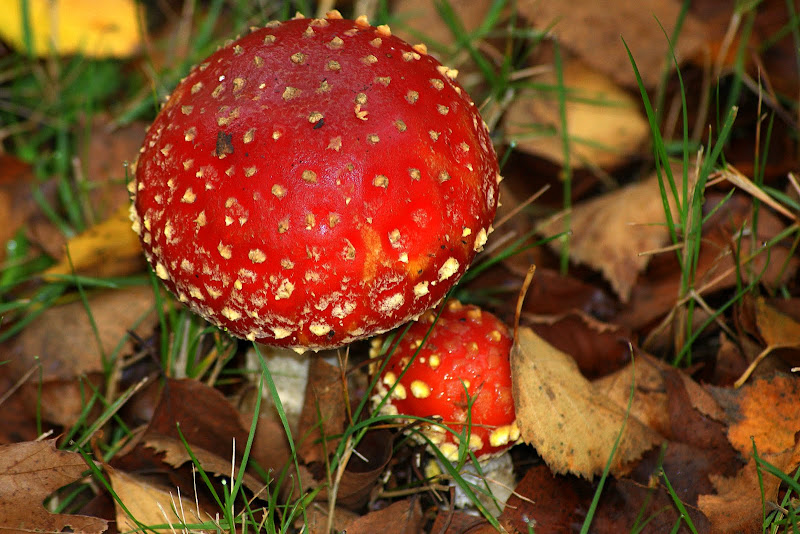 Cogumelos, Campo do Gerês, Outono