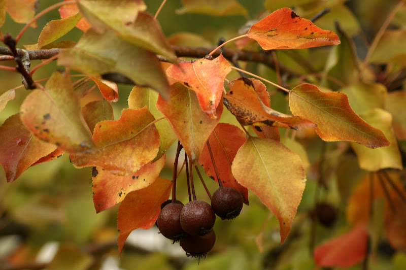 Folhas do Outono no Gerês