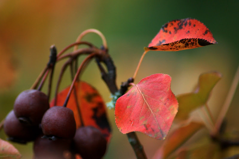 Folhas do Outono no Gerês