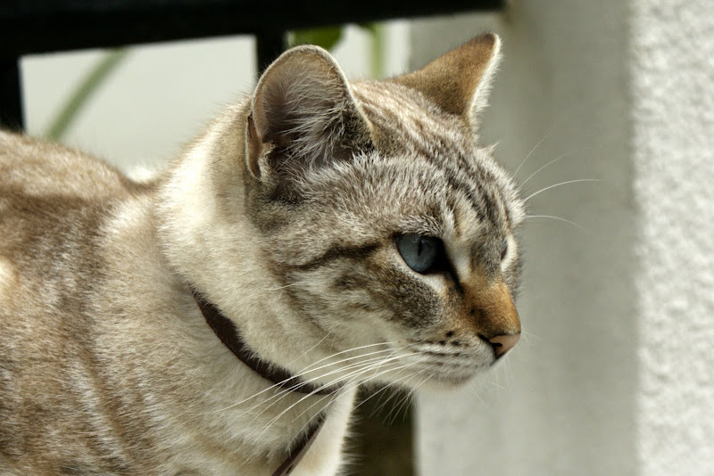O gato