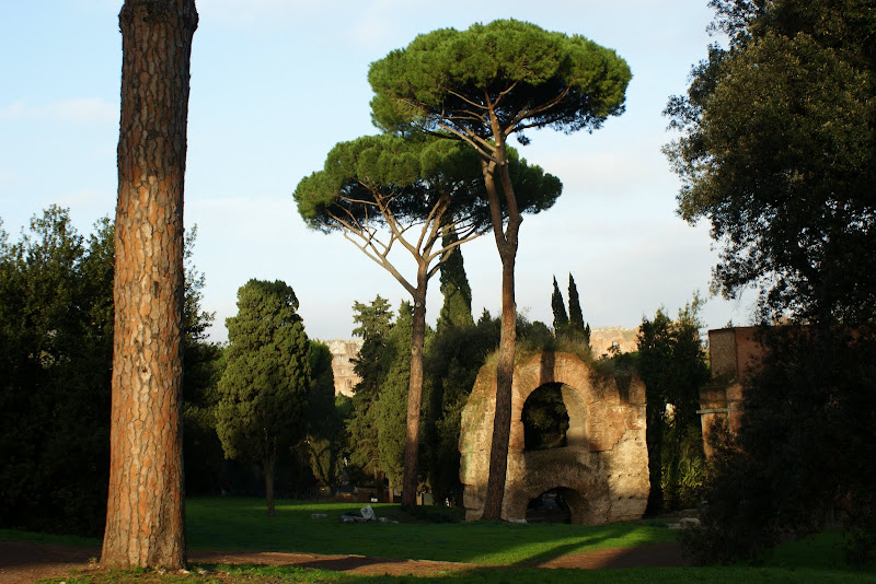 Pinheiros em Roma