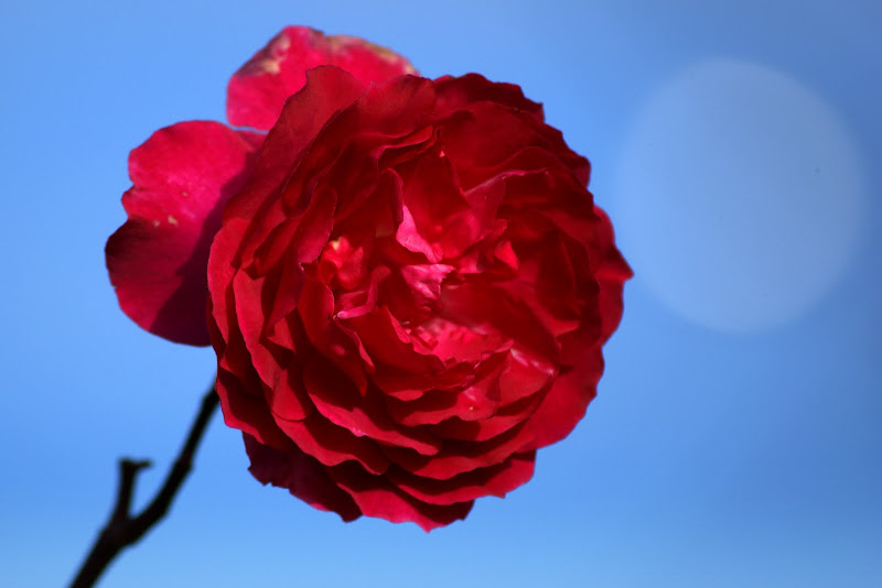 A última rosa do quintal da minha mãe