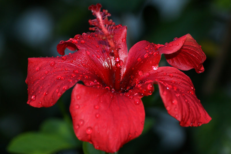 Hibisco