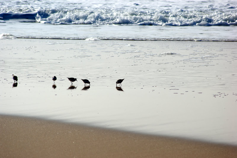Aves na orla das ondas, Costa da Caparica