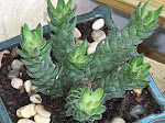 100_3633.JPG