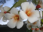 DSC01236.JPG
