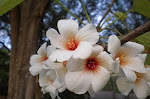marchflowers (13).JPG