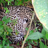 Belize Zoo