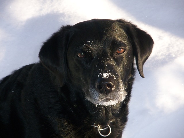 [snow and dogs January 8th 024[3].jpg]