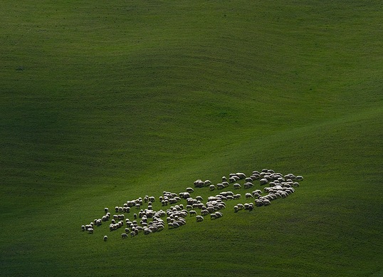 [Sheep from Pixdaus[7].jpg]