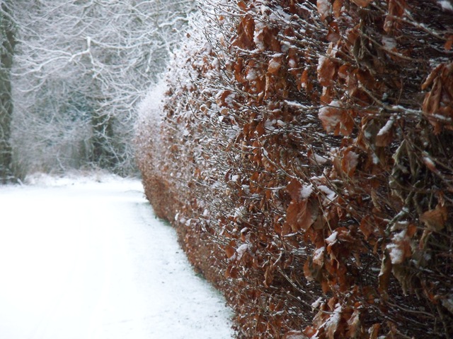 [snow 014[3].jpg]