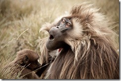 A male gelada baboon on the Guassa Plateau of the Ethiopian Highlands enjoys a good grooming. (Photo and caption by Robin Moore) A male gelada baboon on the Guassa Plateau of the Ethiopian Highlands enjoys a good grooming. (Photo and caption by Robin Moore)