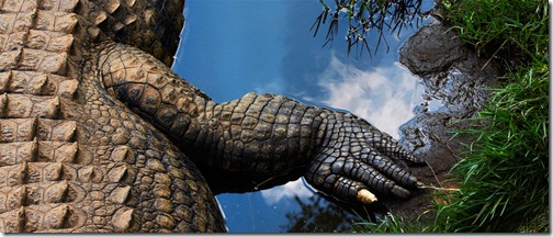 Taken at Kwena Croc Farm in South Africa (Photo and caption by Wayne Holloway) Taken at Kwena Croc Farm in South Africa (Photo and caption by Wayne Holloway)