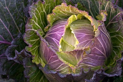[brassica_january_king23.jpg]