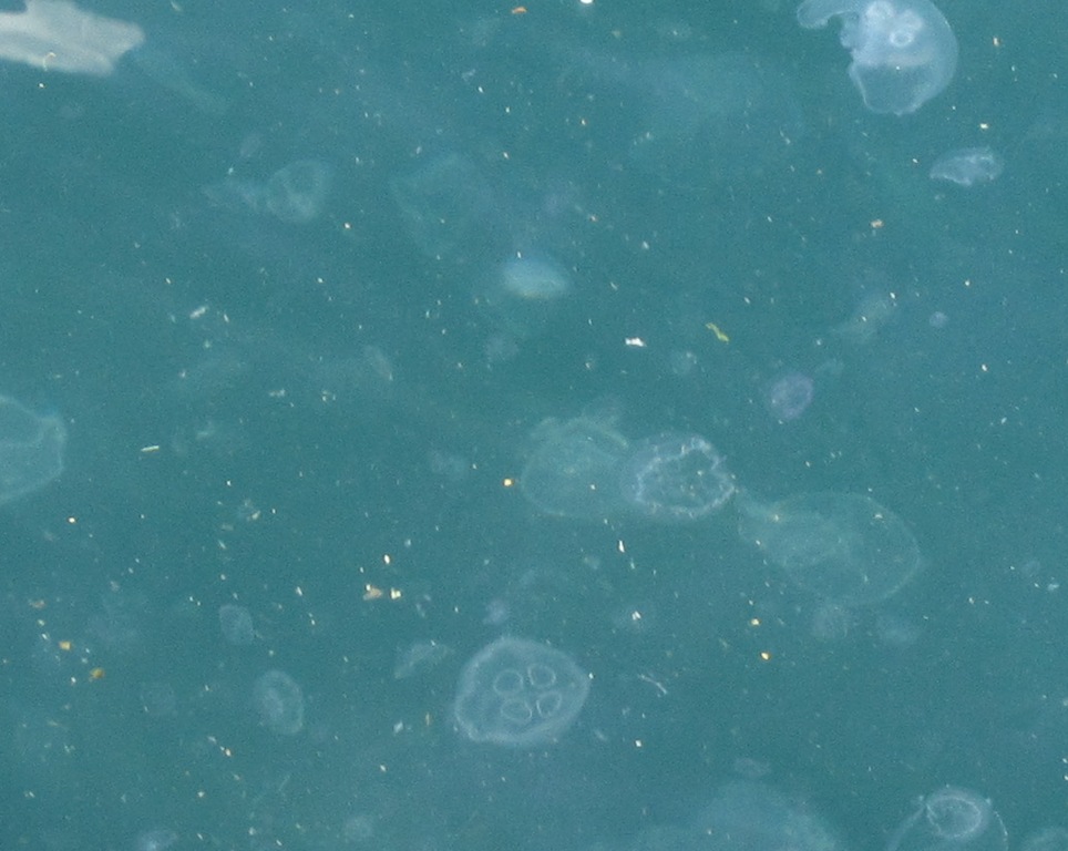 [Jellyfish-418.jpg]