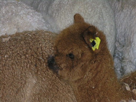 [British Alpaca Futurity 2010 Nikon 032[2].jpg]