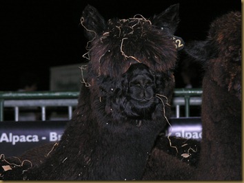 British Alpaca Futurity 2010 Nikon 035