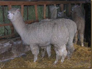 The new Norwegian hay was tasty! The new Norwegian hay was tasty!