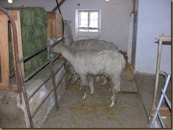 More hay! More hay!