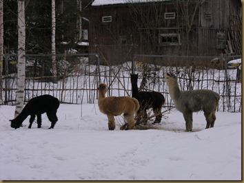 Viella loved the newcomers and followed them around