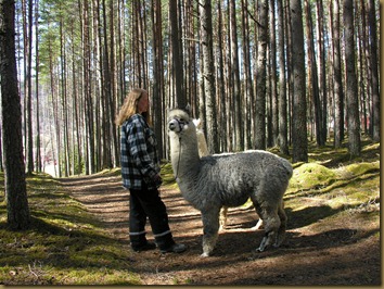 Tusletur i nord med Corazon og Viella 013