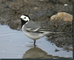 White_Wagtail (foto av ukjent)