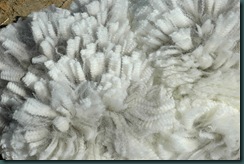 Solomonfiber