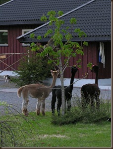 gutta på besøk 004