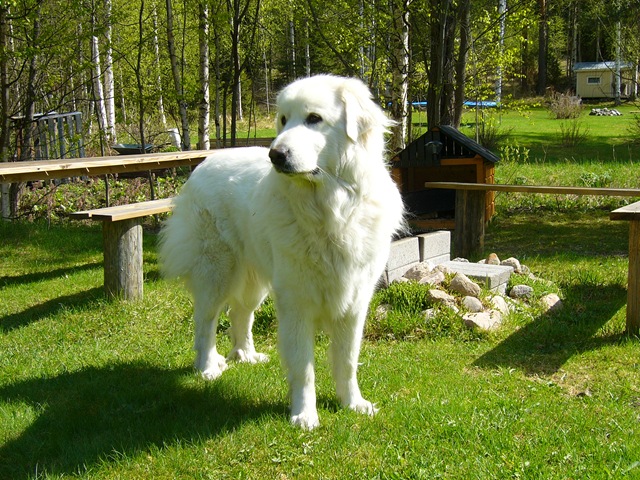 [Pyreneittenkoira[3].jpg]