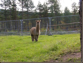 alpacas day one 046 alpacas day one 046