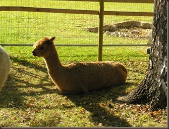alpacas day one 072 alpacas day one 072