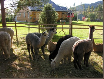 alpacas day one 078 alpacas day one 078