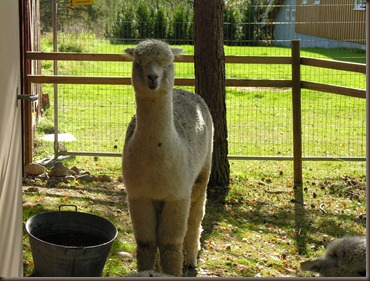 alpacas day one 084 alpacas day one 084