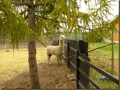 Alpaca Sire/alpakkahingsten Corazon