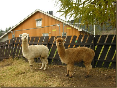Alpaca Sire/alpakkahingstene Corazon and Auzengate's Pride