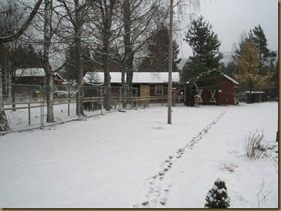 Alpakkajentenes første snø 001