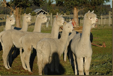 Males from Ambersun Alpacas including Corazon
