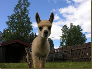 Bandit, Paris og Texas 001