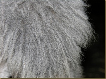 Viellas hale! Selv her har hun fin og krimpet fiber.