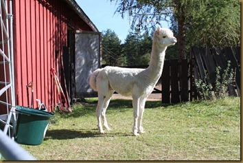 Corazon looks out on his kingdom Corazon looks out on his kingdom