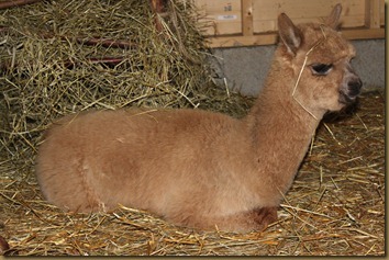 Feisty Bandit relaxed is the barn Feisty Bandit relaxed is the barn