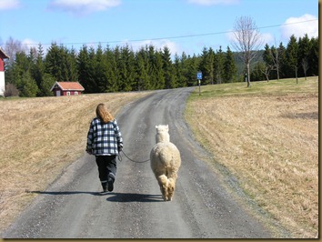Knapper Alpakkas Nina walking Corazon where we live Knapper Alpakkas Nina walking Corazon where we live