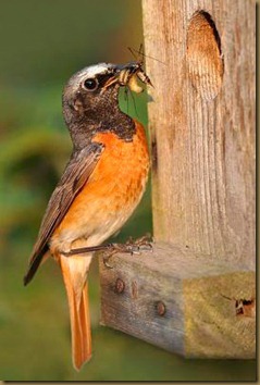 Common Redstart, photo by Monique Bogaerts, not the same bird as in our garden