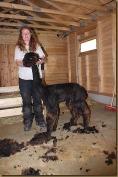 Alpakka: NC Tilt Fandango after shearing/etter klipping