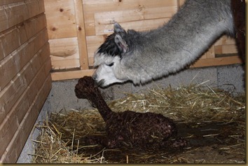 Viella checks her newborn just minutes after birth