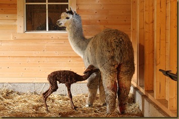 First milk! Viella is a great mother.
