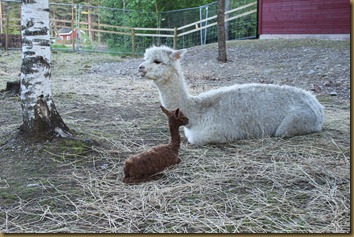 Rose watches the little cria while Viella gets some food